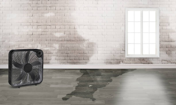 Best Mold removal after water damage  in Monroe Manor, NJ
