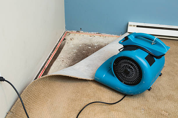 Best Mold removal after water damage  in Monroe Manor, NJ